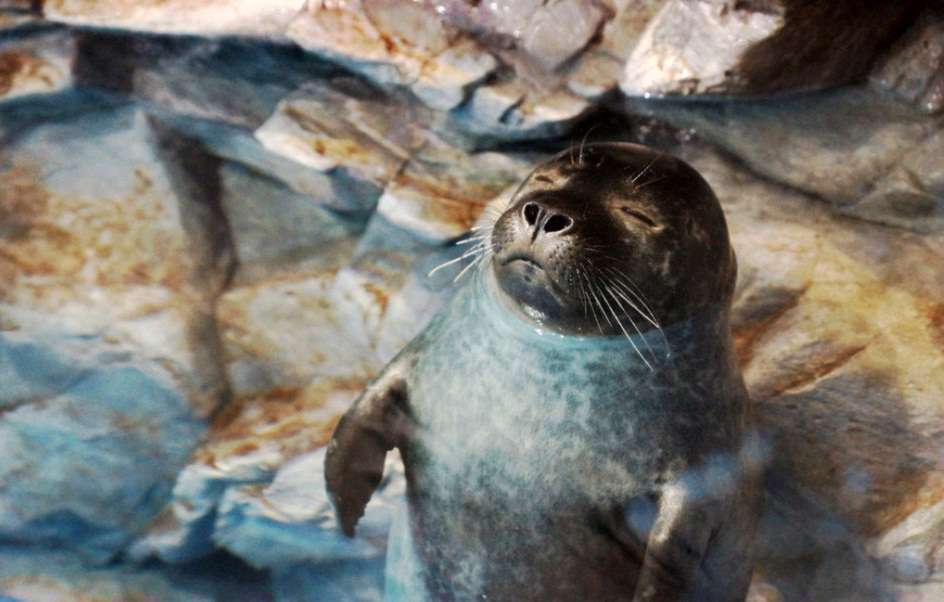 عکس های فوق العاده جالب و خنده دار حیوانات