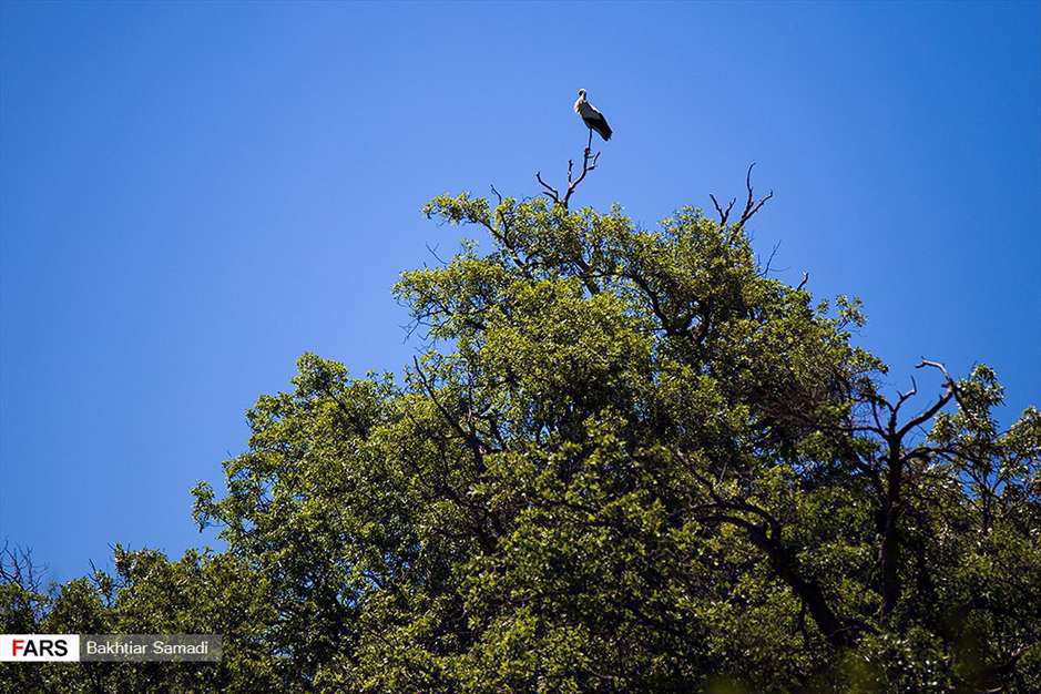 مهمانان بهاری « بیلو »