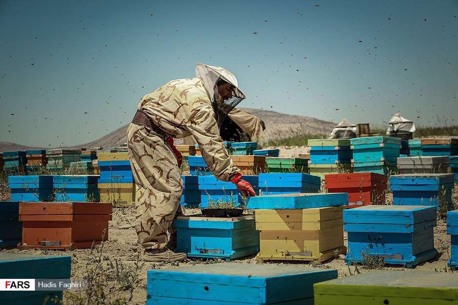 پرورش زنبور عسل