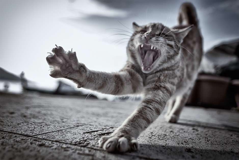 تصاویر جالب و خنده دار گربه ها