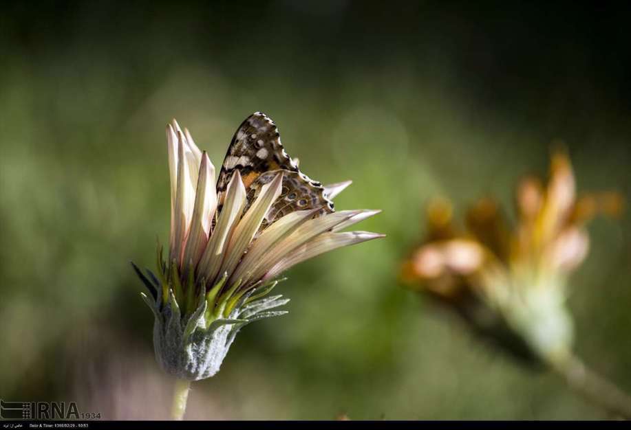 پرواز پروانه ها در آسمان تهران، اراک و سمنان