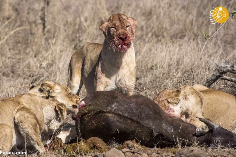 نبرد حماسی بوفالوها با شیرهای گرسنه 