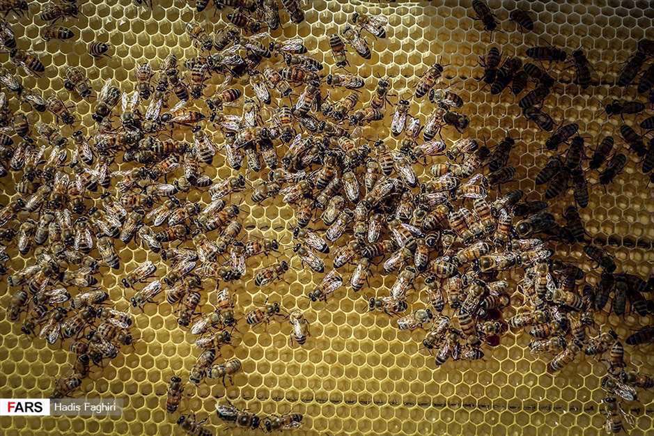 پرورش زنبور عسل
