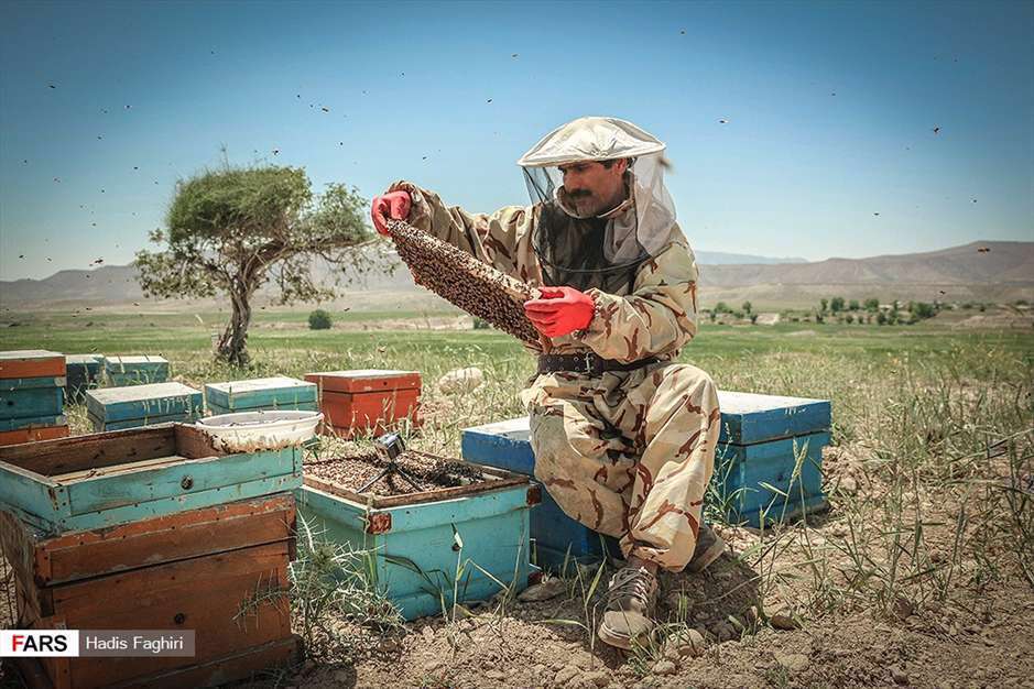 پرورش زنبور عسل