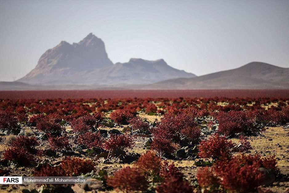 دشت «ریواس» شهر بابک