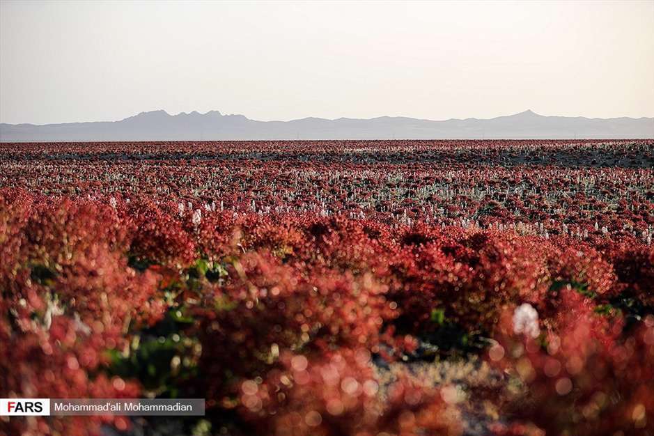 دشت «ریواس» شهر بابک