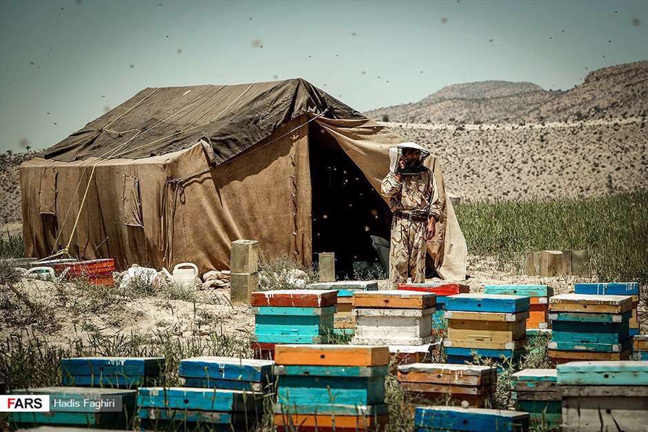 پرورش زنبور عسل