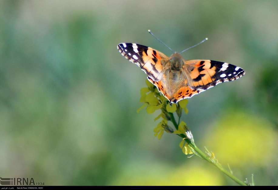 پرواز پروانه ها در آسمان تهران، اراک و سمنان