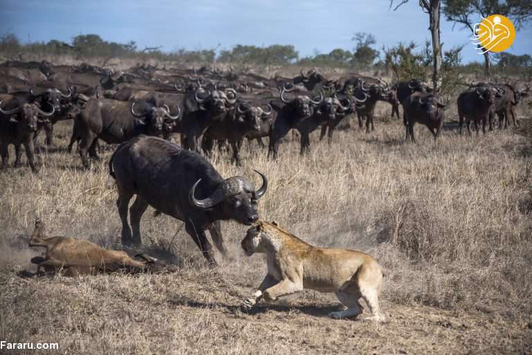 نبرد حماسی بوفالوها با شیرهای گرسنه 
