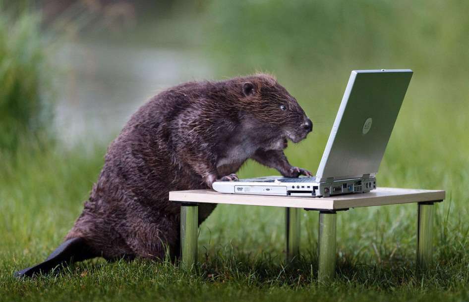 عکس های فوق العاده جالب و خنده دار حیوانات