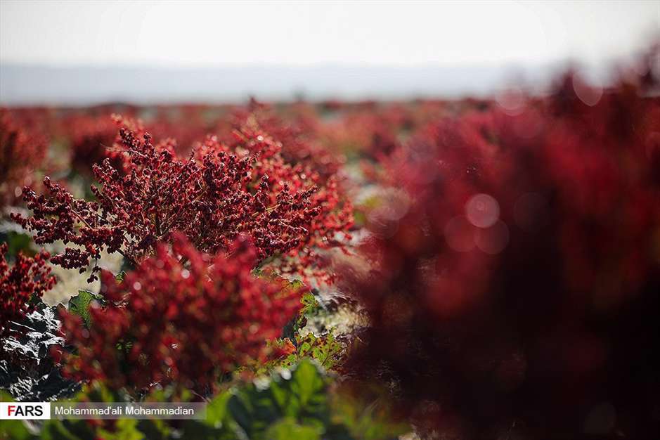 دشت «ریواس» شهر بابک