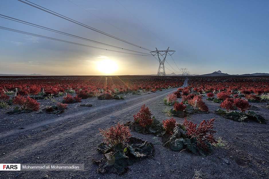دشت «ریواس» شهر بابک