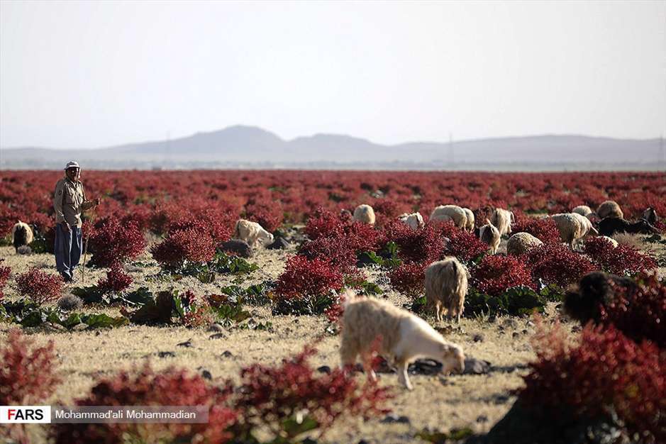 دشت «ریواس» شهر بابک