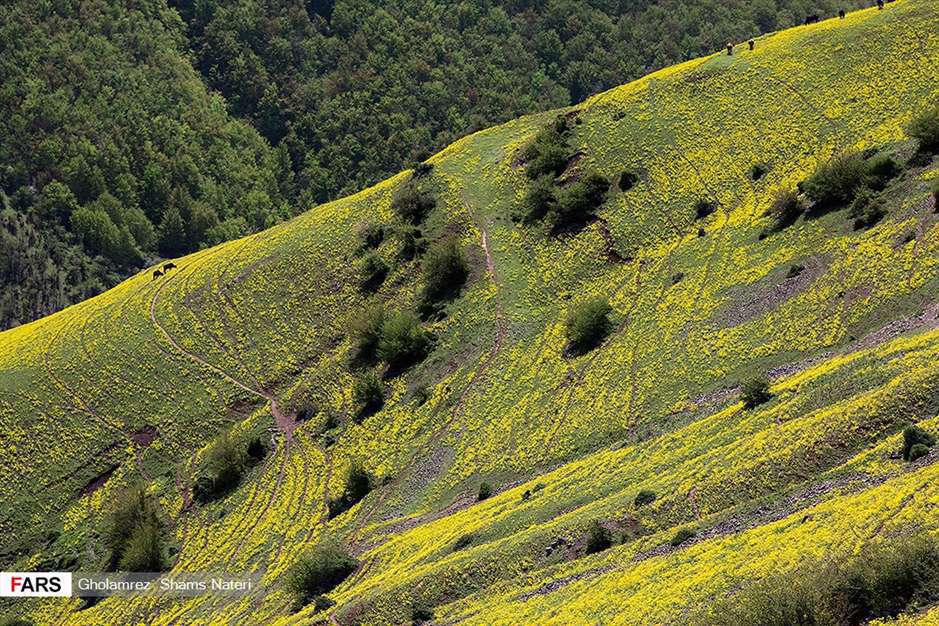 كوچ آرام بهار 