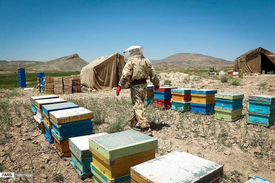 پرورش زنبور عسل