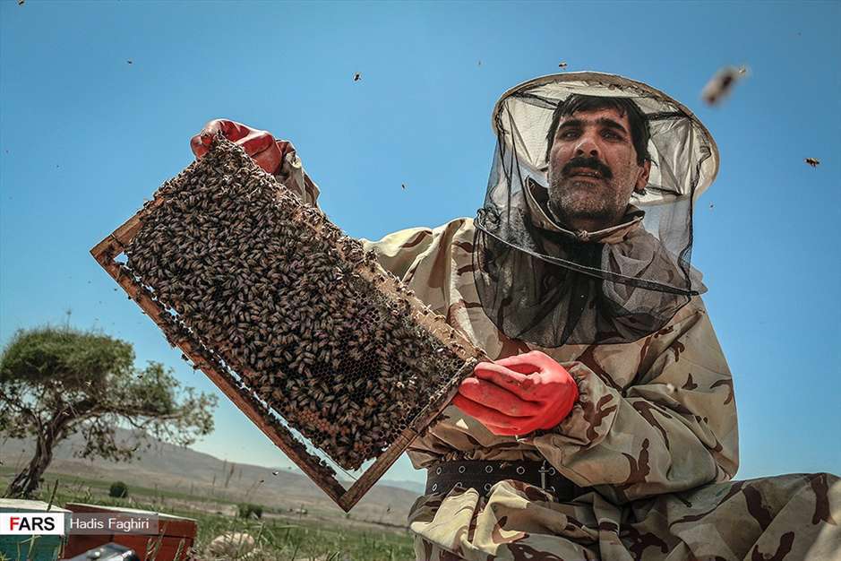 پرورش زنبور عسل