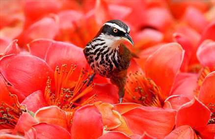  عکسهای پرندگان زیبا در فصل بهار
