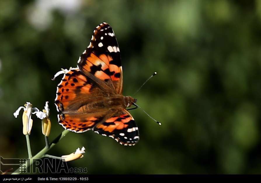 پرواز پروانه ها در آسمان تهران، اراک و سمنان