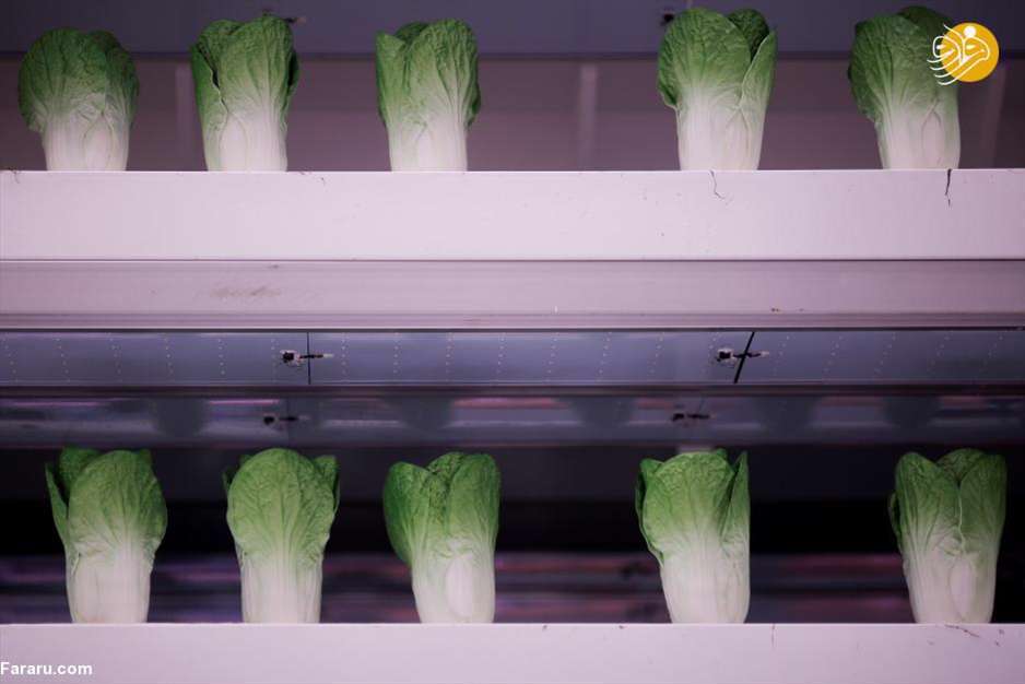 روی زمین در مریخ قدم بزنید