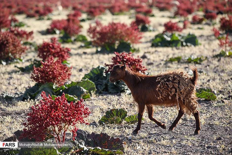 دشت «ریواس» شهر بابک