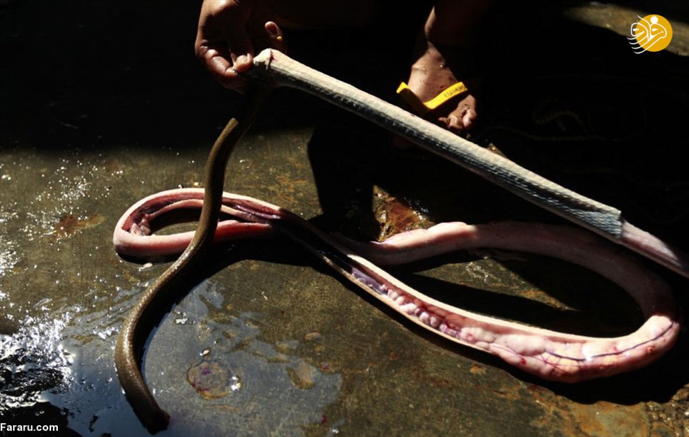 سلاخی مارها برای ساخت کیف و کفش! 