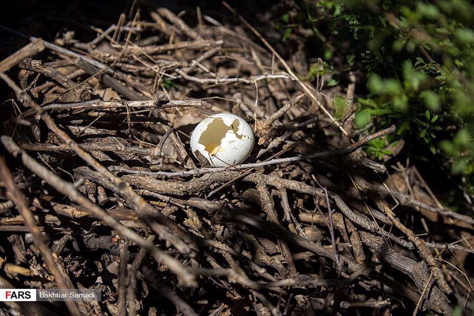 مهمانان بهاری « بیلو »
