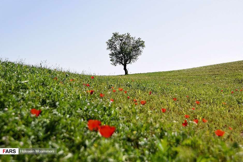 بهارِ خراسانِ شمالی 
