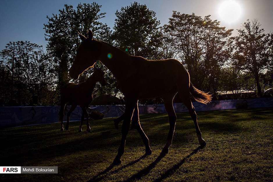 حراج اسب به نفع سیل زدگان