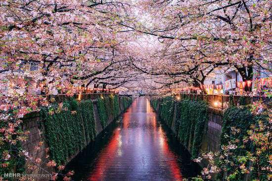 تصاویری از زیبایی های بهار در سراسر جهان 