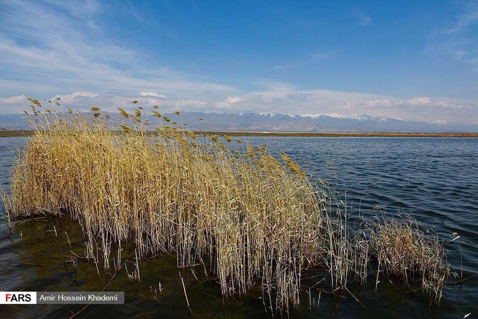  تالاب صالحیه البرز