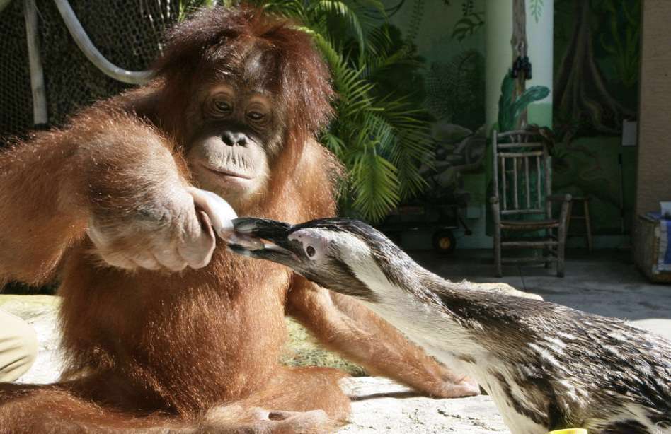 عکس های فوق العاده جالب و خنده دار حیوانات