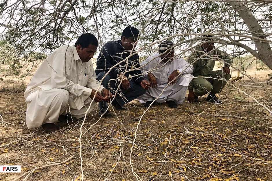 هجوم نافرجام ملخ ها به کنارک و چابهار