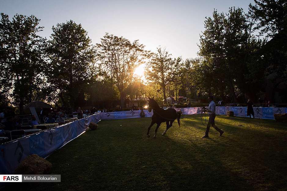 حراج اسب به نفع سیل زدگان