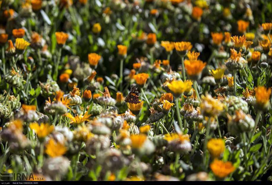 پرواز پروانه ها در آسمان تهران، اراک و سمنان
