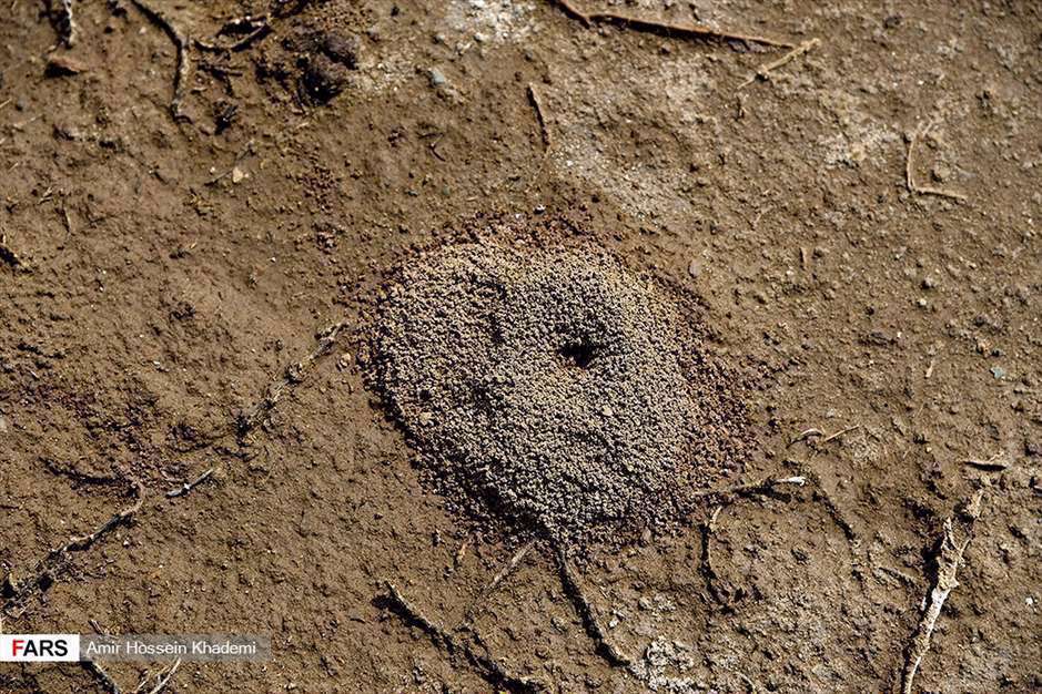  تالاب صالحیه البرز