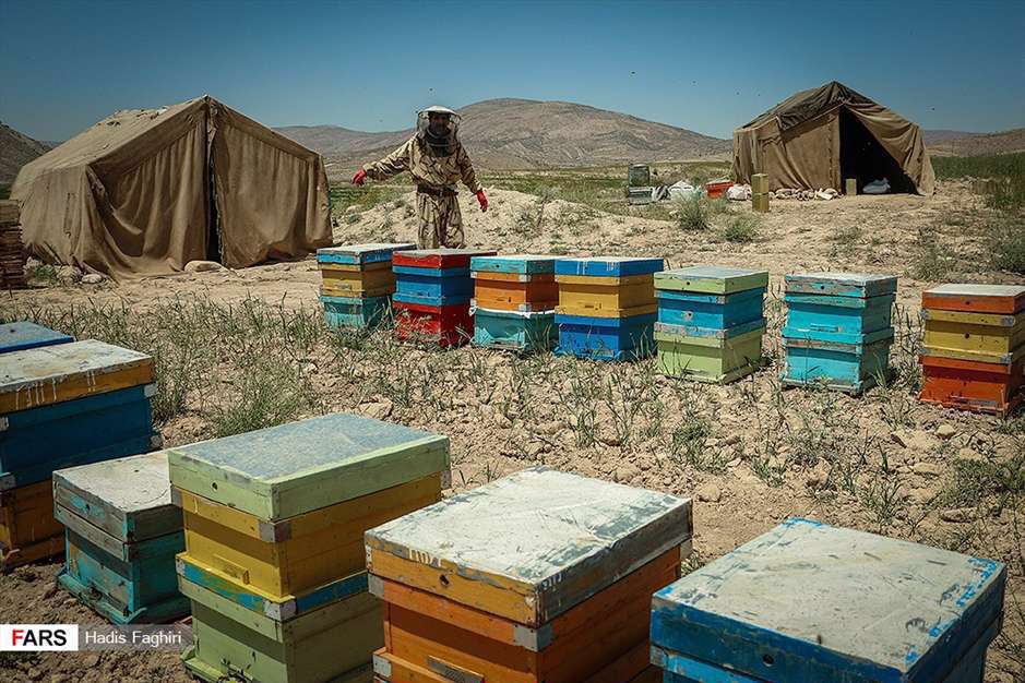 پرورش زنبور عسل