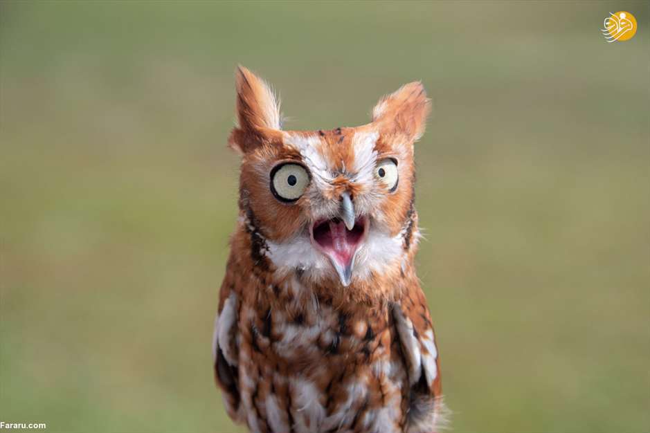 همه گونه‌های جغد را اینجا ببینید