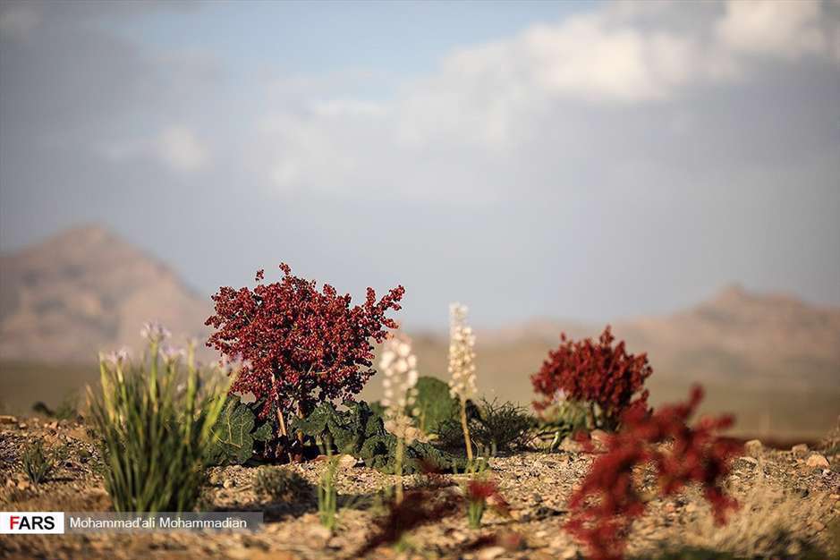 دشت «ریواس» شهر بابک