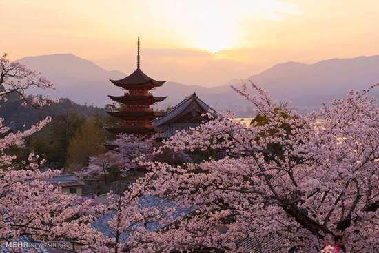 تصاویری از زیبایی های بهار در سراسر جهان 