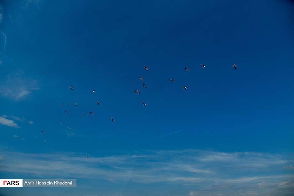  تالاب صالحیه البرز