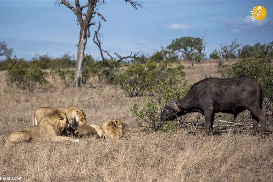 نبرد حماسی بوفالوها با شیرهای گرسنه 