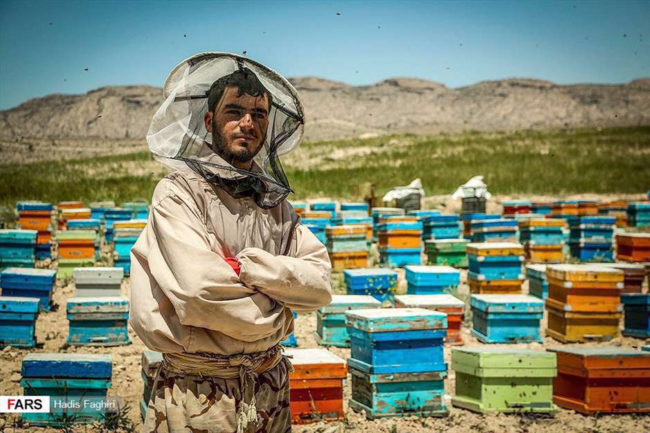 پرورش زنبور عسل