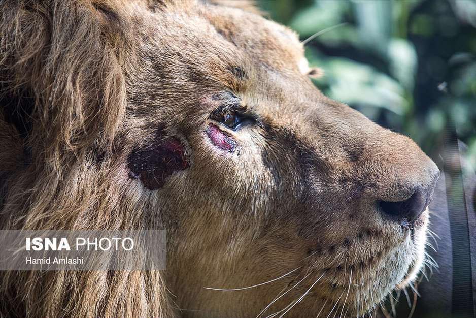 ورود شیر آسیایی به باغ وحش ارم