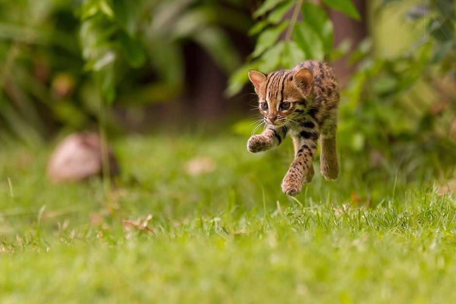 تصاویر جالب و خنده دار گربه ها