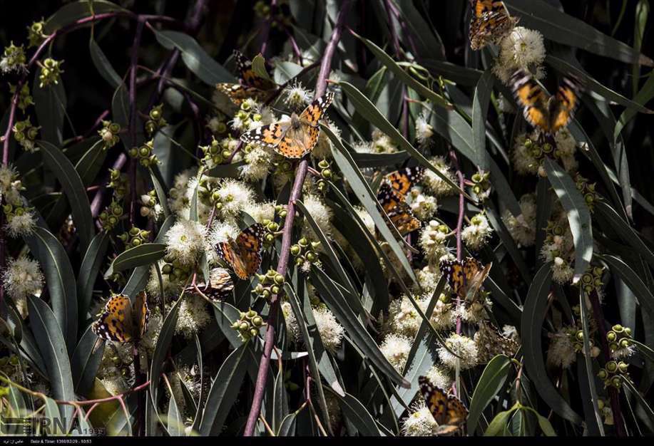 پرواز پروانه ها در آسمان تهران، اراک و سمنان