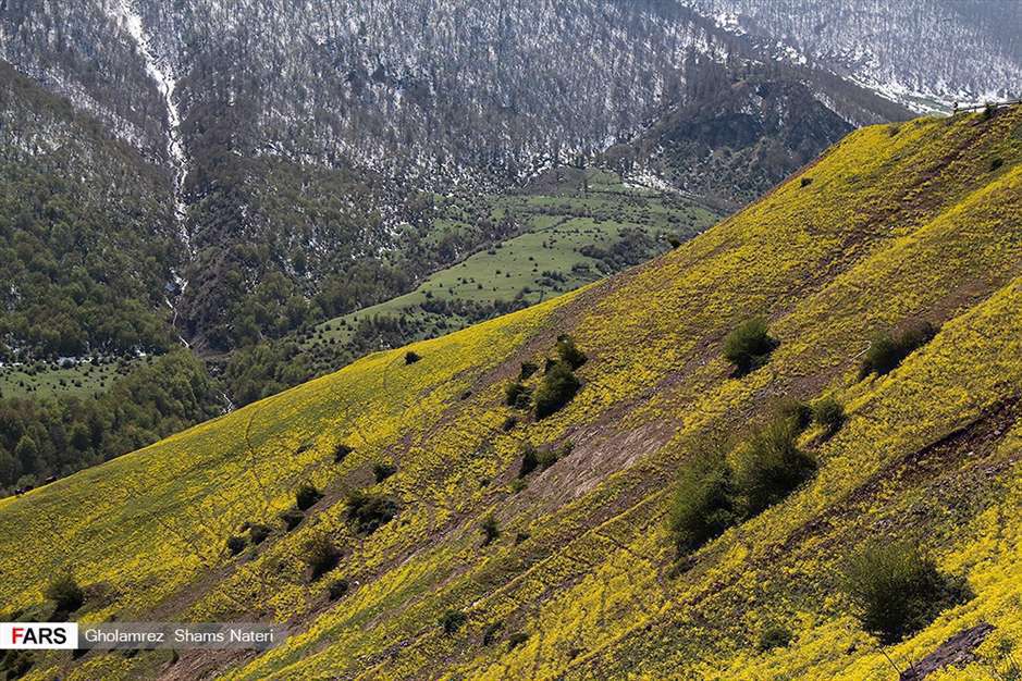 كوچ آرام بهار 