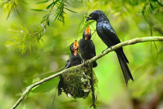  عکسهای پرندگان زیبا در فصل بهار