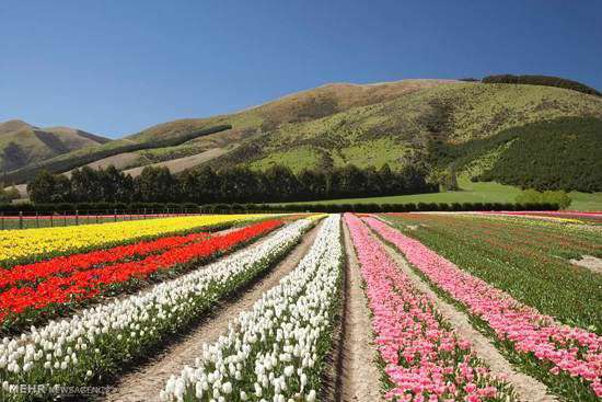 تصاویری از زیبایی های بهار در سراسر جهان 