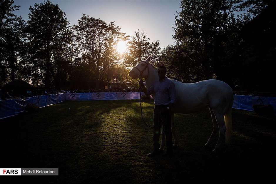 حراج اسب به نفع سیل زدگان