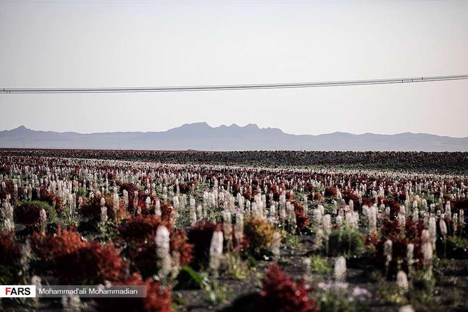 دشت «ریواس» شهر بابک